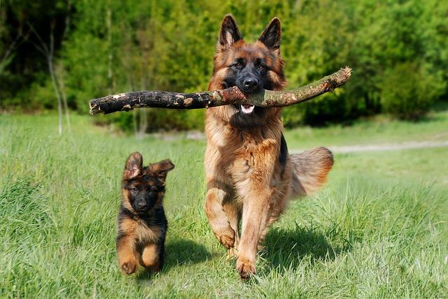 How to Handle Dog Encounters with Stray Animals