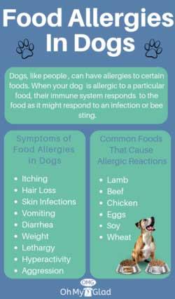 How to Spot Food Allergies in Dogs