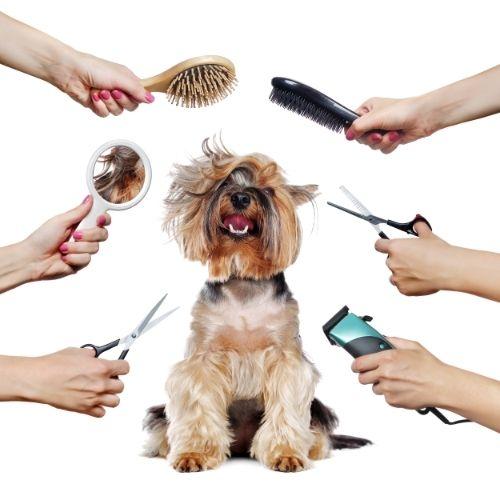 How to Avoid Skin Irritation When Grooming Your Dog