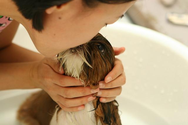 How to bathe a dog with dry skin