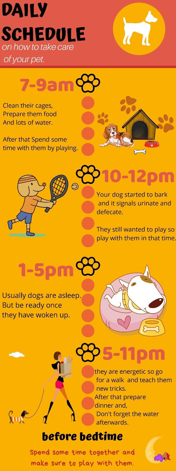 How to Build the Perfect Daily Routine for Your Dog