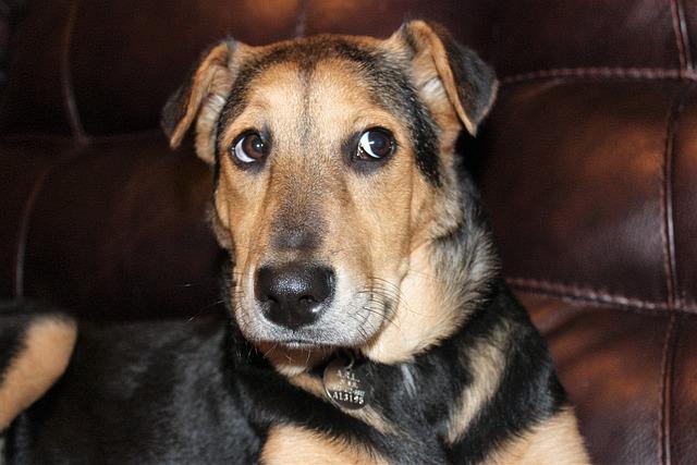 Creating a Safe and Comforting Environment for Your Rescue Dog