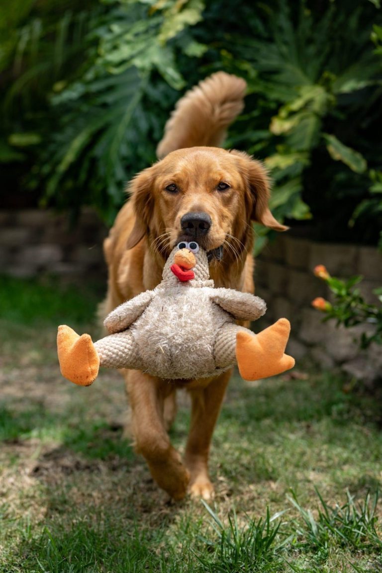 How to Teach Your Dog to Share Toys