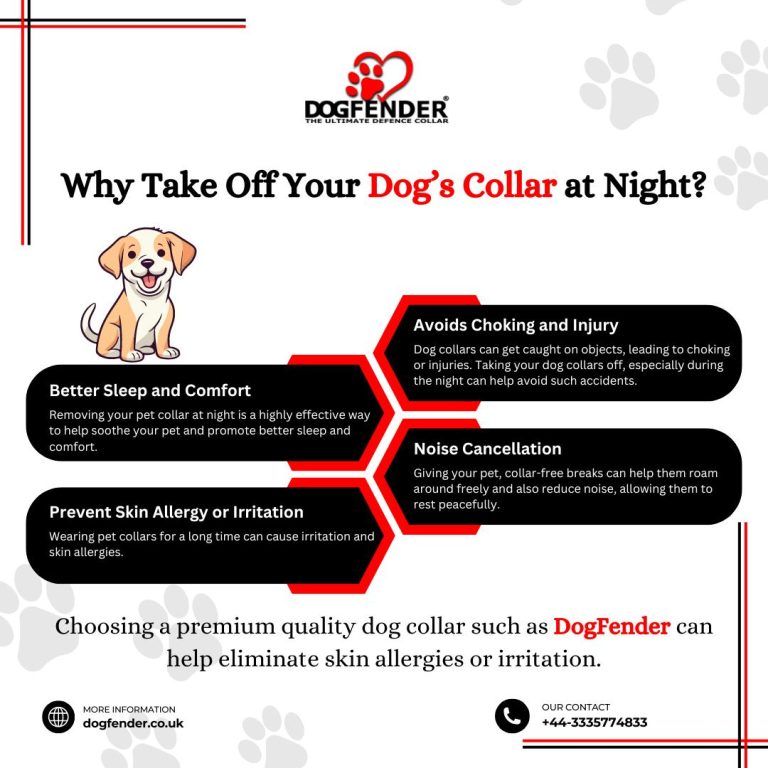 Best ways to secure a dog collar properly