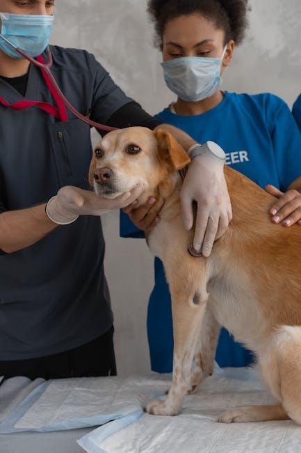 A Guide to Your Dog’s First Vet Visit