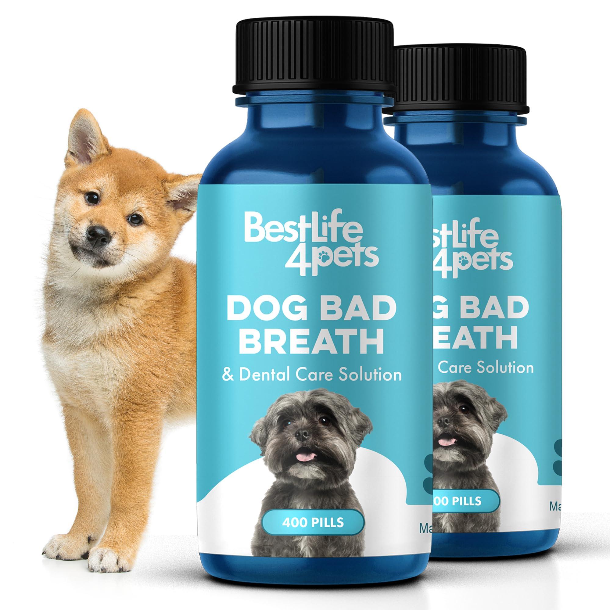 Choosing the Right Natural Ingredients for Your Dogs Dental Care