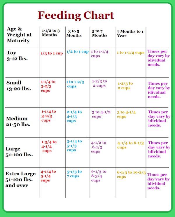 Creating a Consistent Feeding Routine for Optimal⁢ Digestion