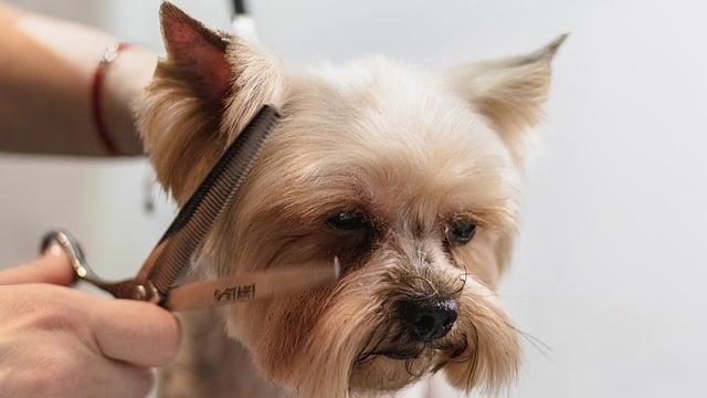 Mastering the Art of Trimming: Techniques for Different Breeds