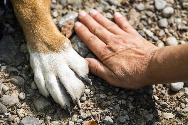 Choosing the Right Paw Cleaning Tools for a Mud-Free⁢ Home