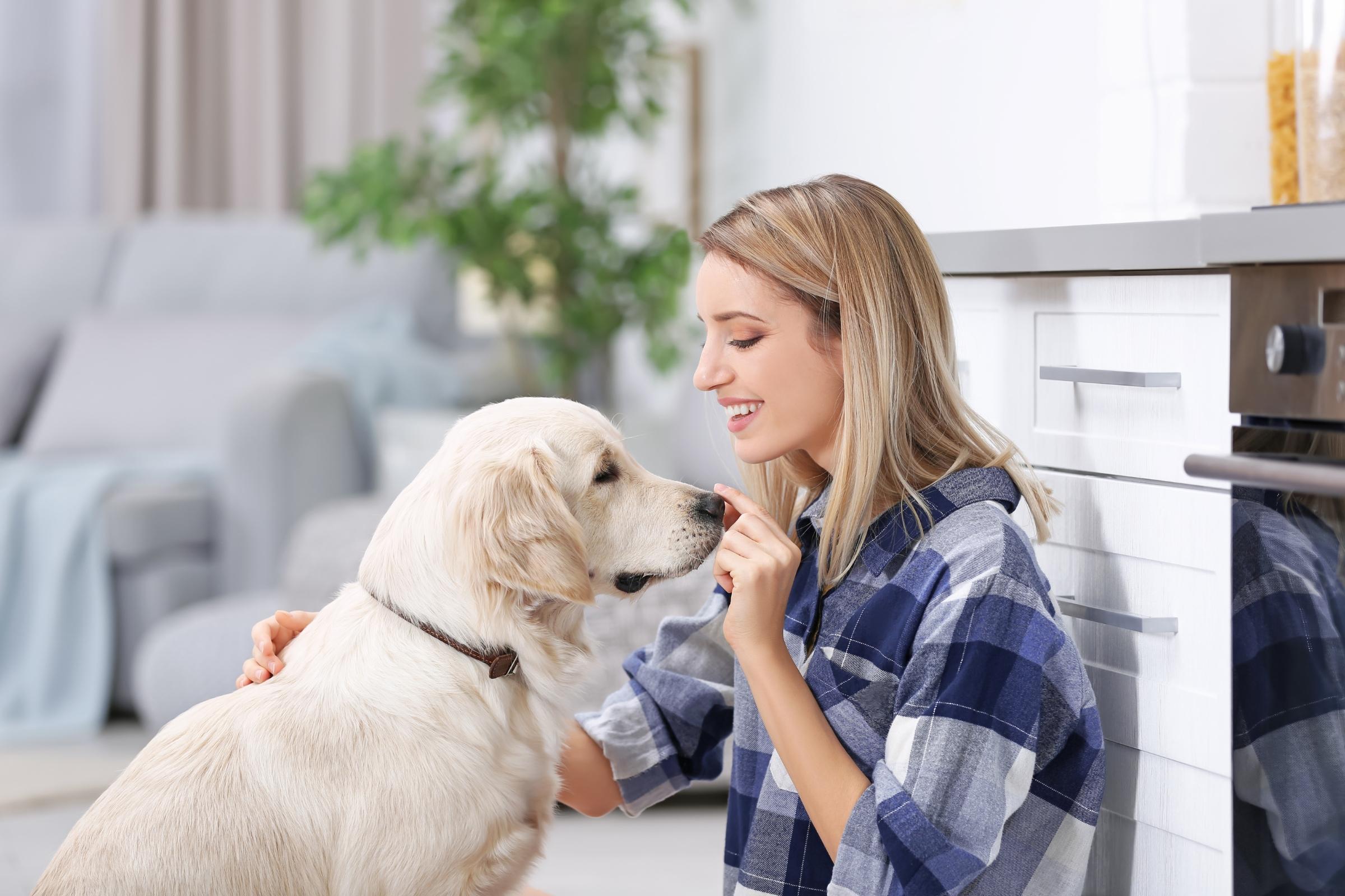 Securing Your Belongings with Dog-Friendly Solutions