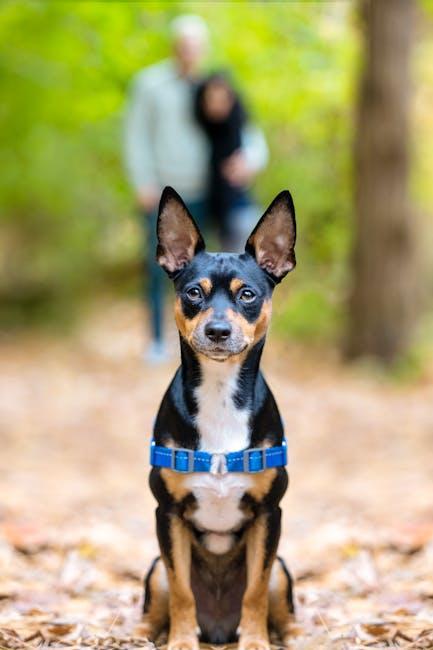 How to Train Your Dog for Off Leash Walking