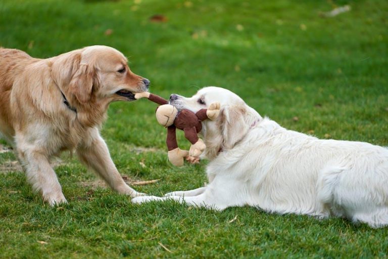 The Best Activity Toys for Dogs That Get Bored Easily