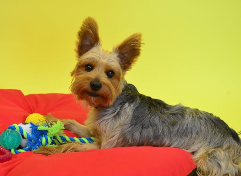 Why Dogs Love Squeaky Toys
