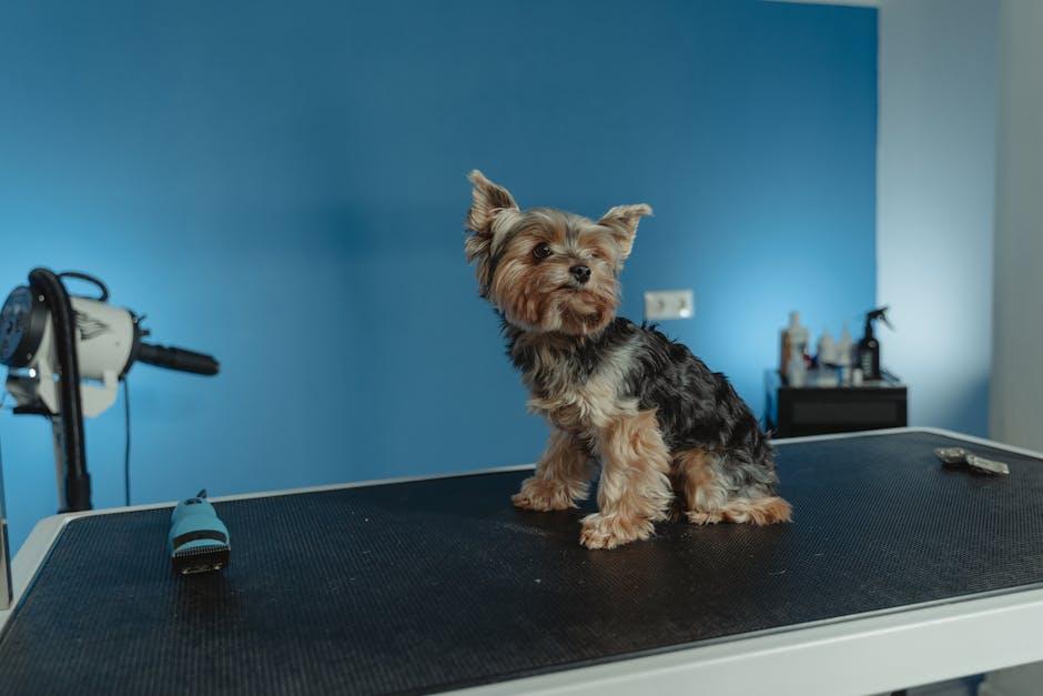 Essential Tools for At-Home Dog Grooming