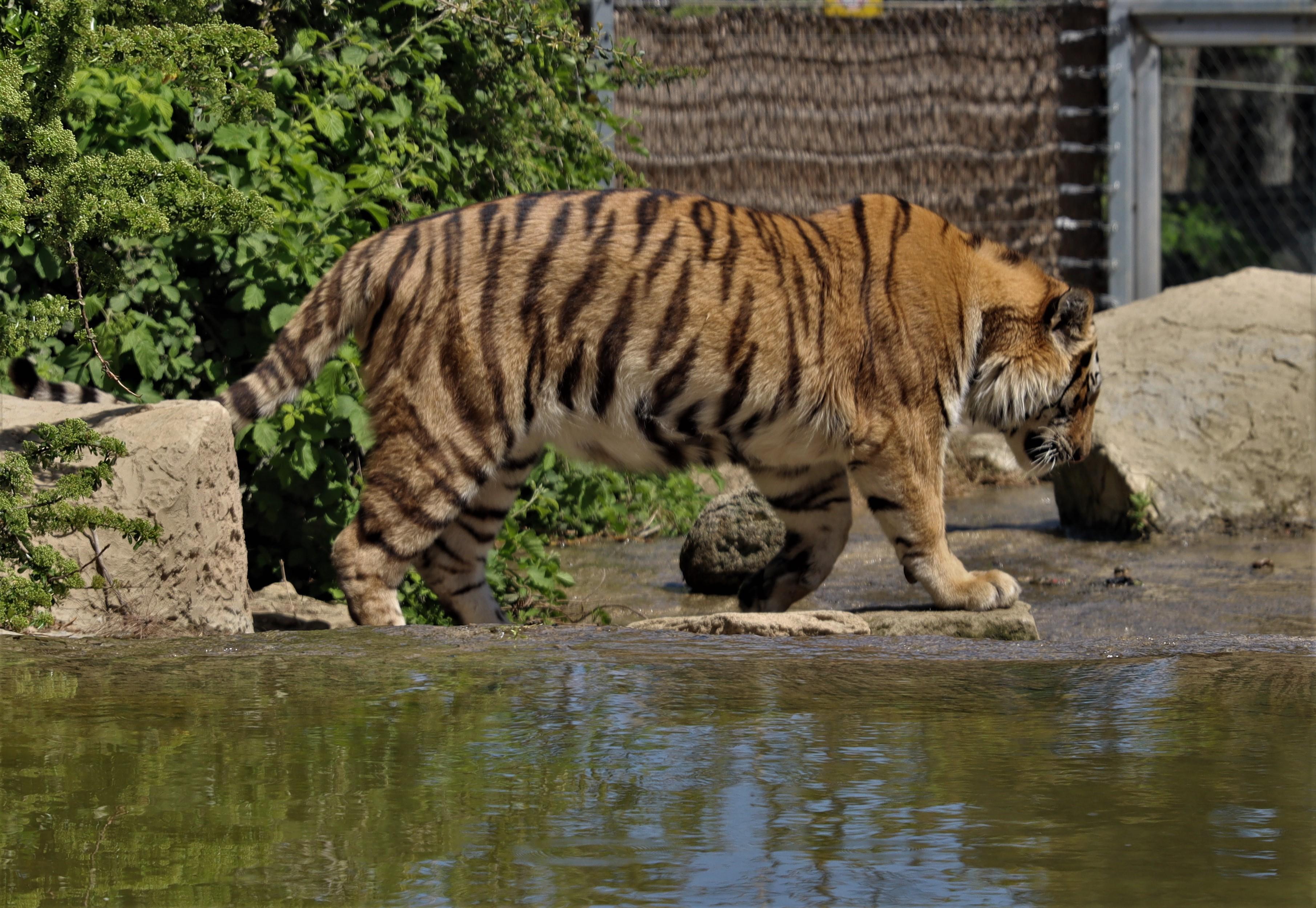 Choosing the Right Tools for Your Dogs Coat