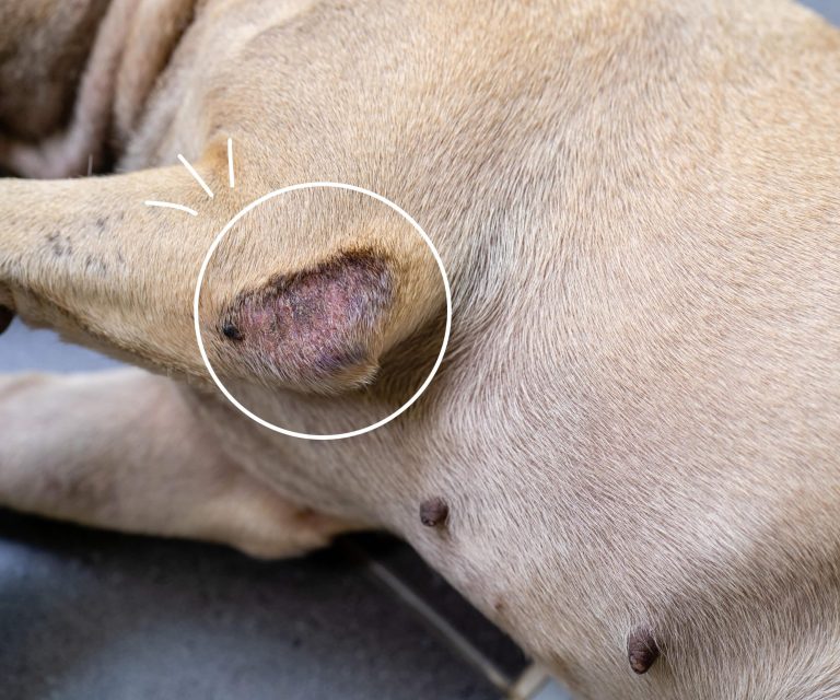 How to Prevent Dry Skin in Dogs