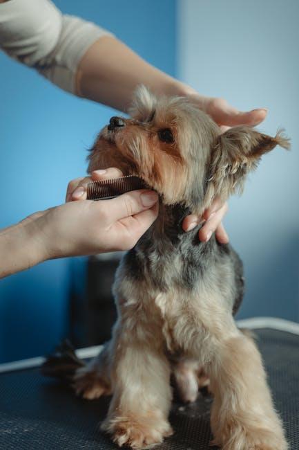 Choosing the Perfect Brush for Your Curly-Coated Canine