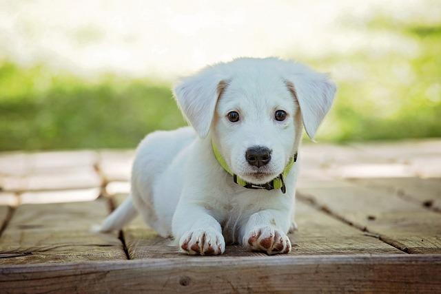 Are Prong Collars Inhumane