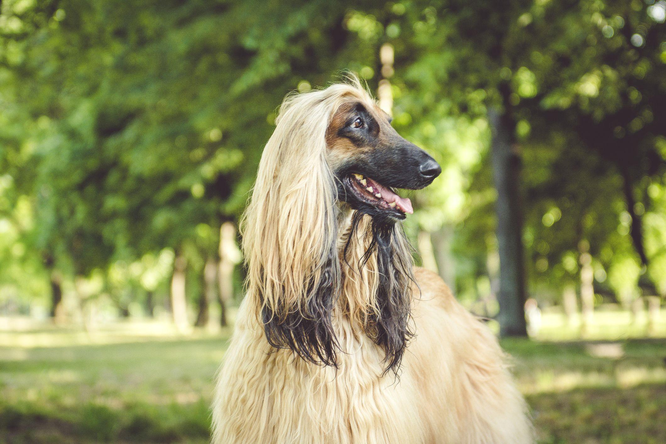 Understanding the Needs of Long Haired Dogs in Warm Weather