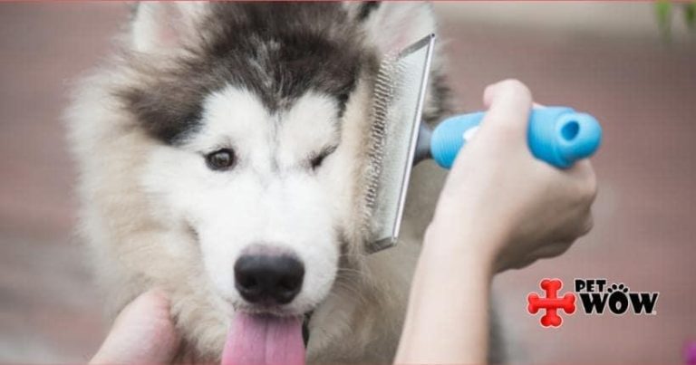 The Benefits of Regular Brushing for Your Dog