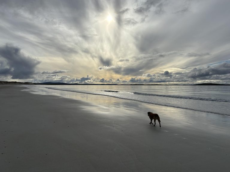 How to Safely Introduce Your Dog to Water