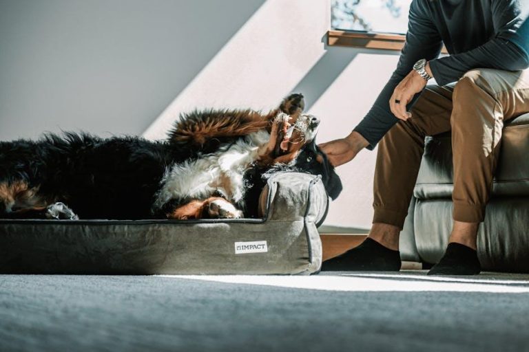 How to Properly Introduce Your Dog to New Surroundings