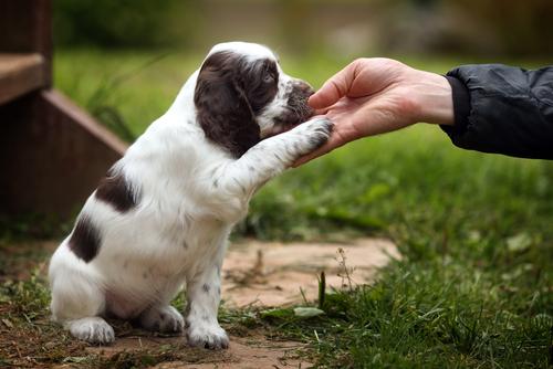 Positive Reinforcement Techniques That Work Wonders