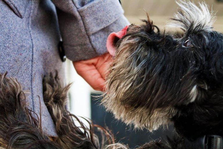 Should You Train Your Dog with Clickers