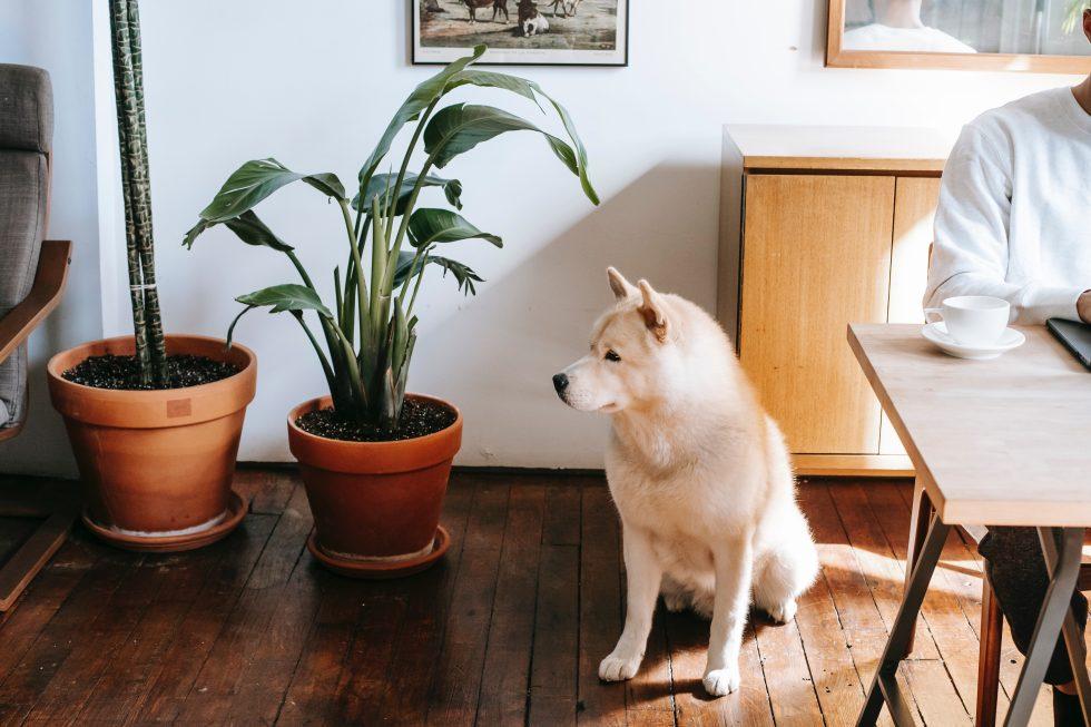 Dog-Proofing Tips for Every Room in Your Home