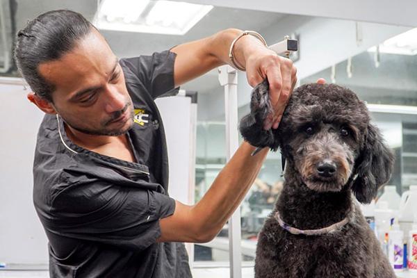 Can Grooming Aggravate a Dog’s Skin Conditions