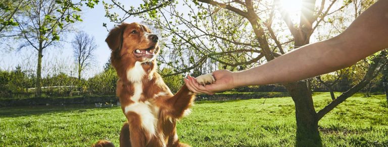 How to Train a Dog with High Prey Drive