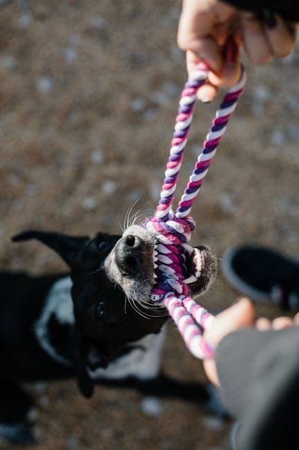 Building a Stronger Bond Through Playful ​Interaction