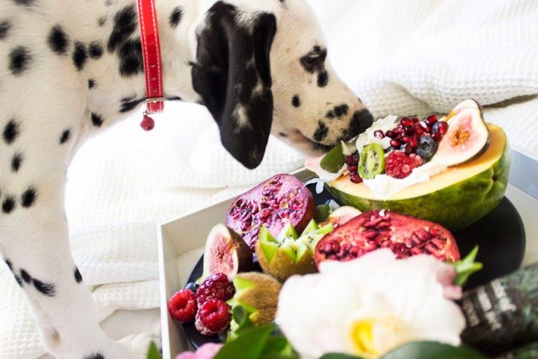 Foods to Keep Your Dog Happy and Healthy