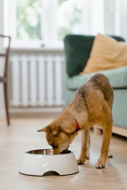 Understanding Your Dogs Nutritional Needs