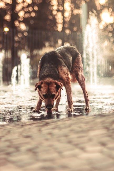 Can Dogs Safely Drink from Public Water Sources