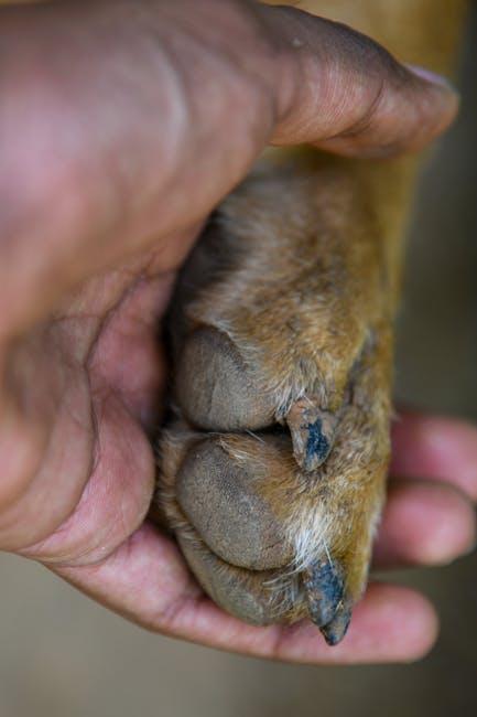 Caring for Your Dogs Skin and Coat Health