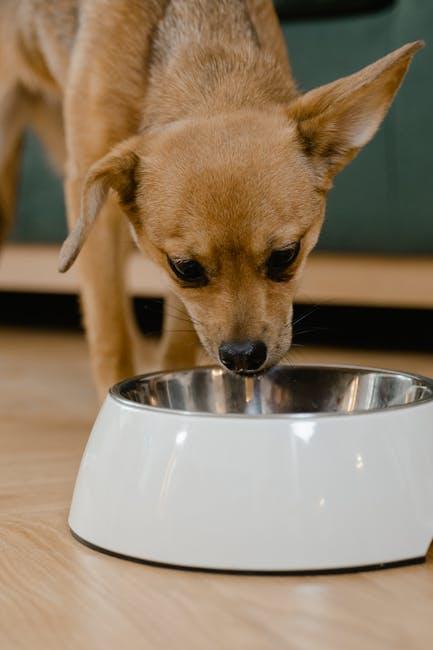 Safe Hydration Alternatives for Dogs During Walks