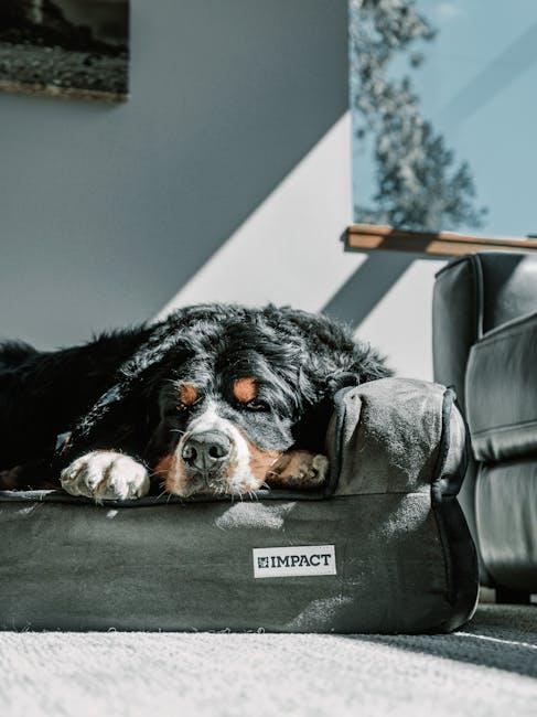 How to Keep Your Dog Safe in Busy Traffic