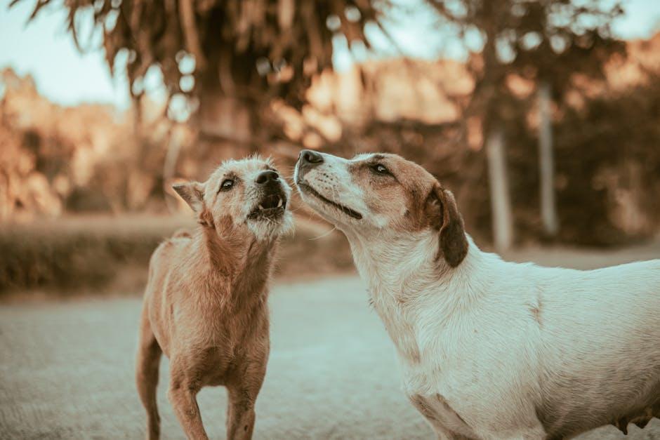 Understanding the Importance of Socialization for Your Dog