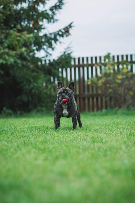 Choosing the Perfect Toy for Your Energetic Pup
