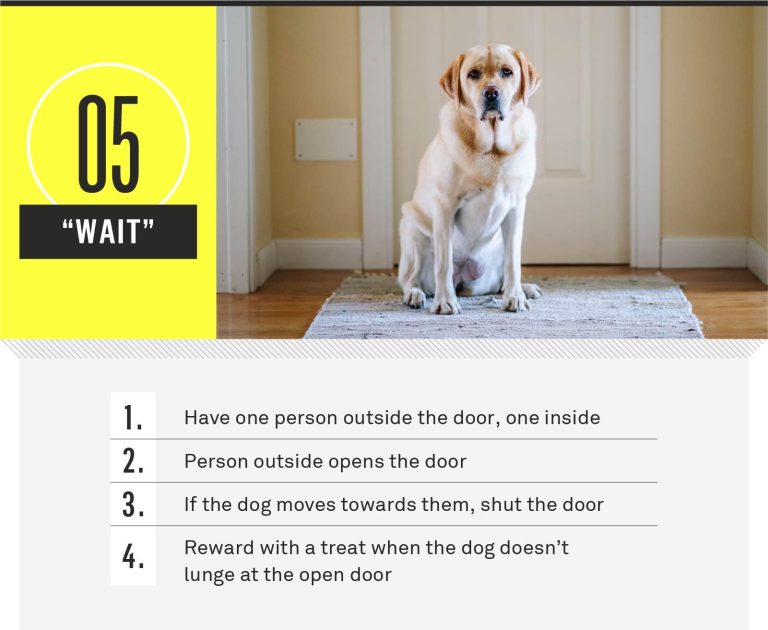 The Best Commands Every Dog Should Know