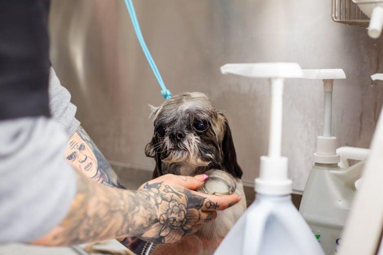 How to Bathe Your Dog Without Drying Out Their Skin