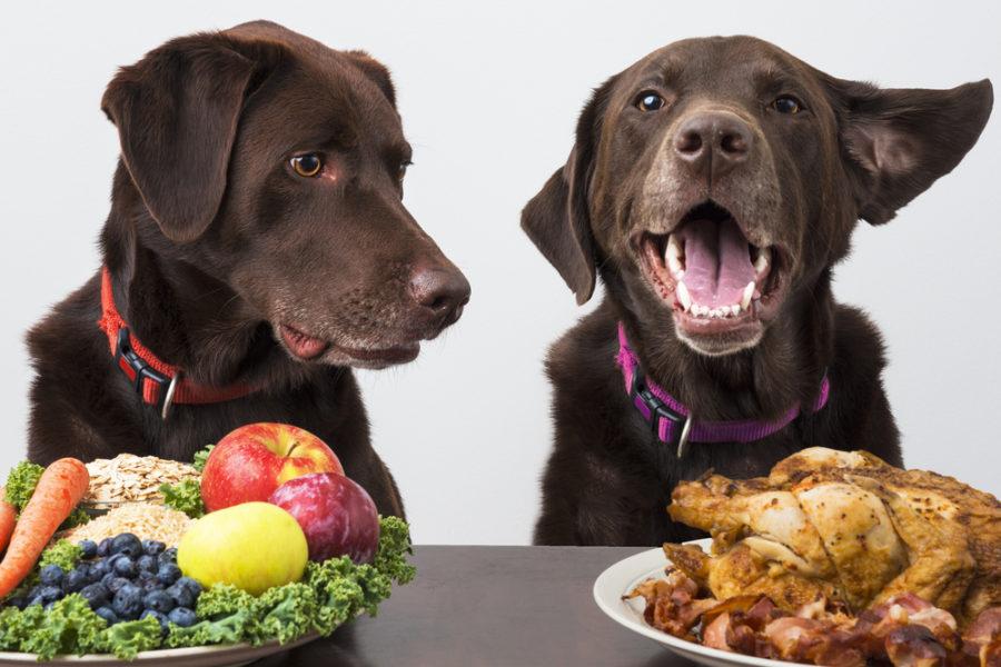 Exploring Nutrient Needs: Ensuring Balanced Meals for ⁢Your Dog