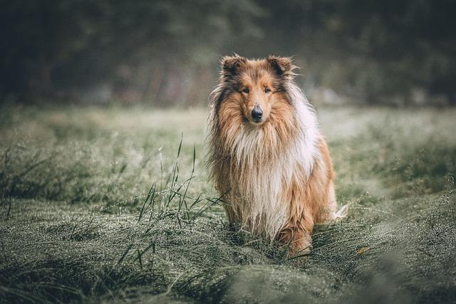 Understanding the Risks and Rewards of Dog Parks