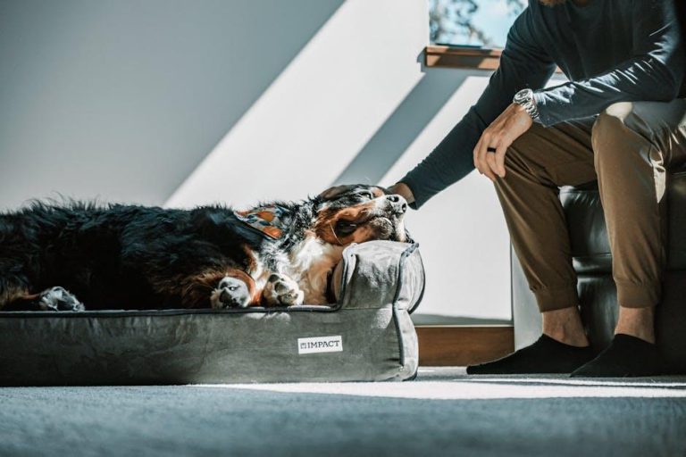 How to desensitize a dog to loud noises and fireworks