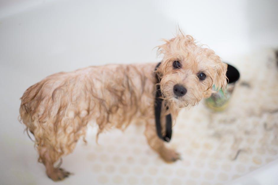 Post-Grooming Care Tips to Keep Your Dog Comfortable