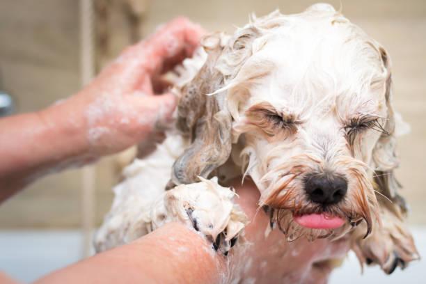 Safest way to trim dog nails without bleeding