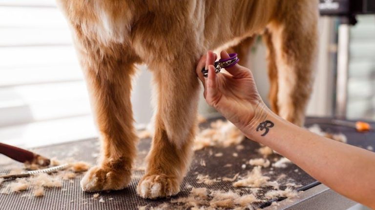 How to Give Your Dog a Perfect Haircut