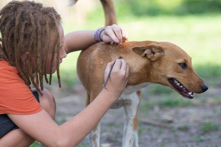 How to prevent dog theft during walks