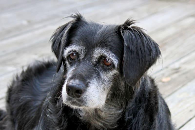 Understanding Your Older Dogs Needs and Challenges
